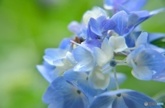 紫陽花