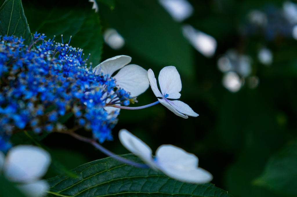 額紫陽花