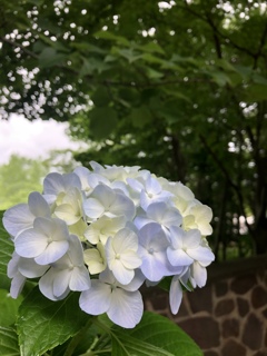 紫陽花