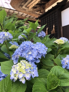 8月の紫陽花