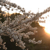 思い出深い桜　②