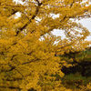 近所の紅葉