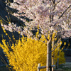 近所の桜とレンギョウ