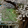 思い出深い桜　①