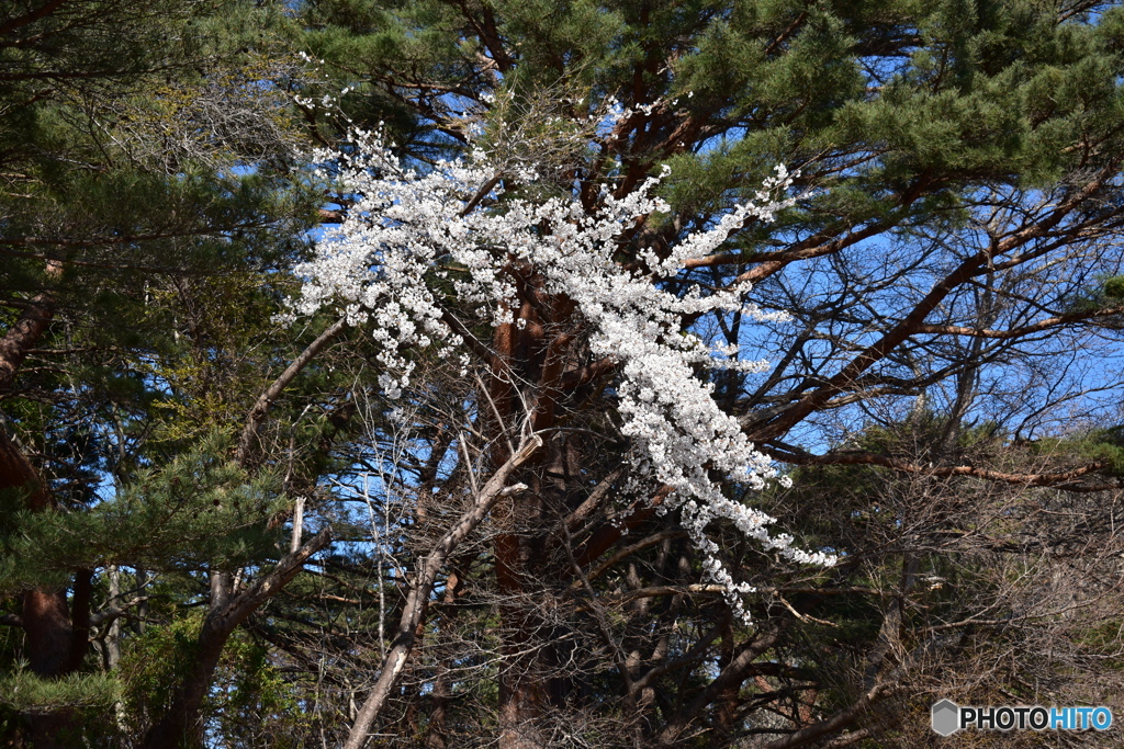 桜