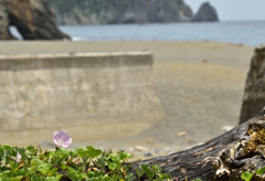 海辺に咲く花