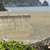 海辺に咲く花
