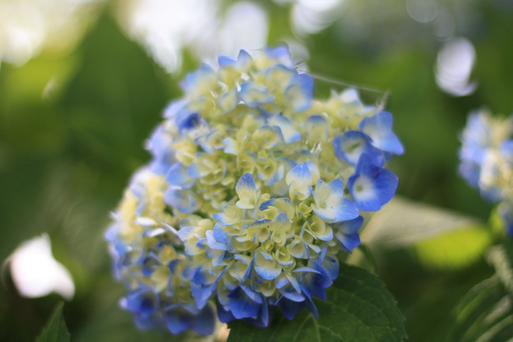 初夏の彩り