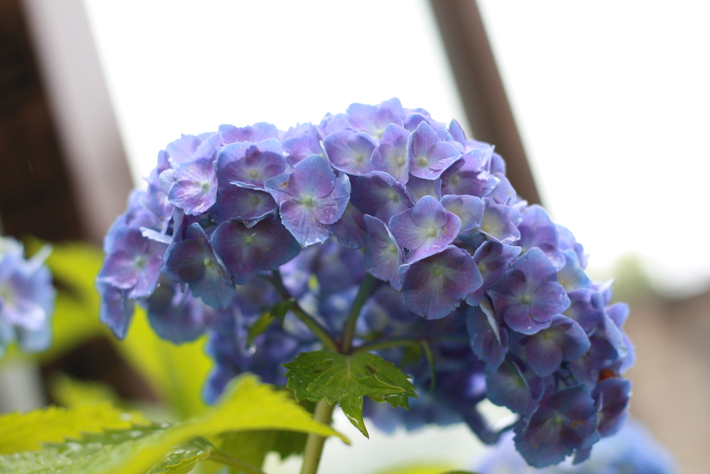 曹源寺　紫陽花1