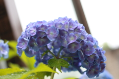曹源寺　紫陽花1