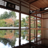 宝徳寺　床もみじ