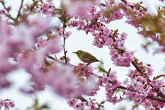 メジロと河津桜