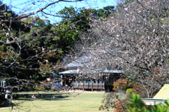 旧秋元別邸と寒桜