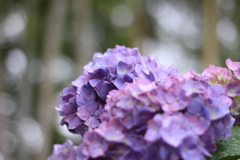 曹源寺　紫陽花2