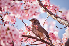 河津桜とムクドリ6