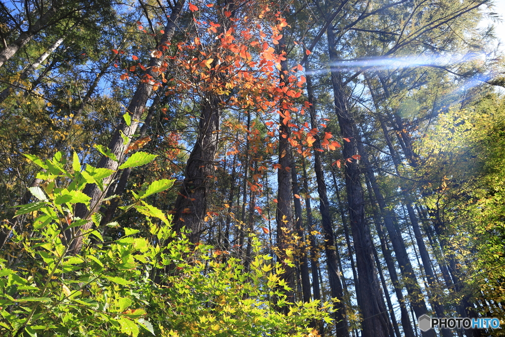 水上高原リゾート　紅葉