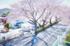 桜並木