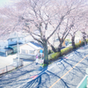 桜並木