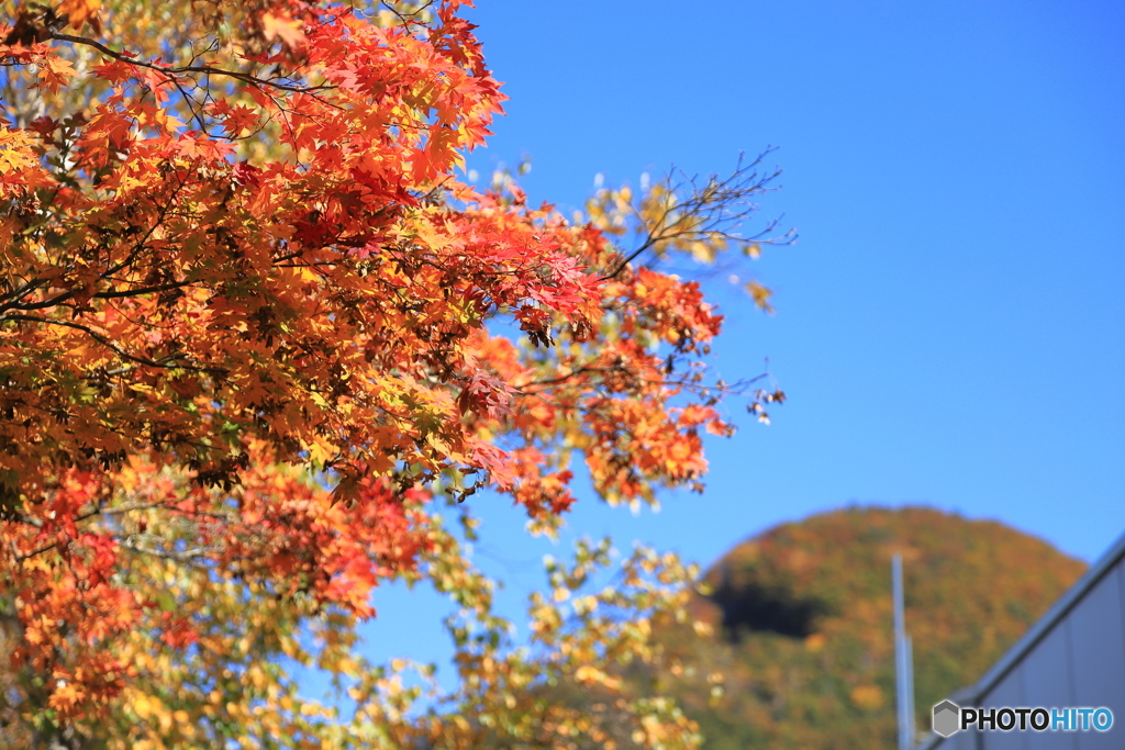 水上高原ホテル200　エントランス前の紅葉