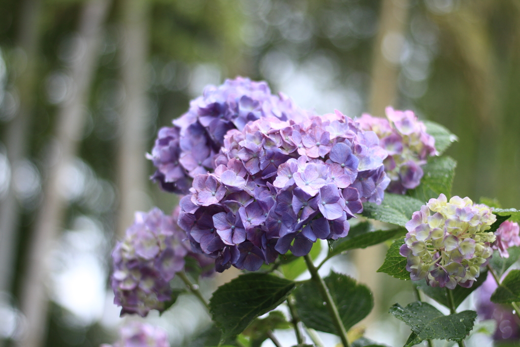 曹源寺　紫陽花3