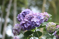 曹源寺　紫陽花3
