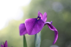 赤堀花しょうぶ園　菖蒲