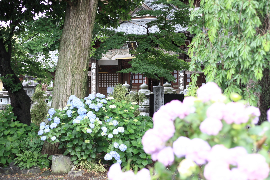 曹源寺　紫陽花4