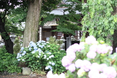 曹源寺　紫陽花4