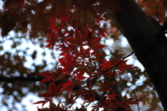 もみじ