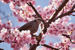 河津桜とムクドリ5