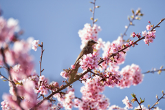 河津桜とムクドリ