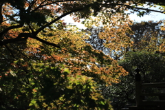 あと何日散らずに観られるだろう