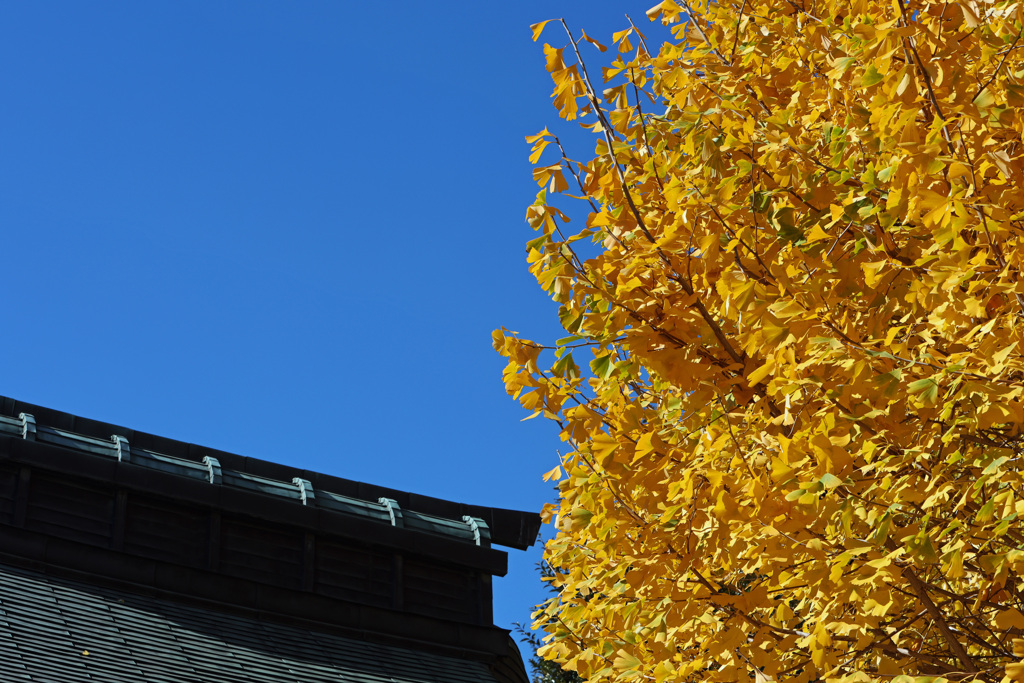 神社の屋根と銀杏