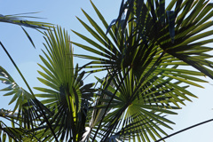棕櫚の葉