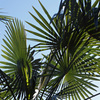 棕櫚の葉