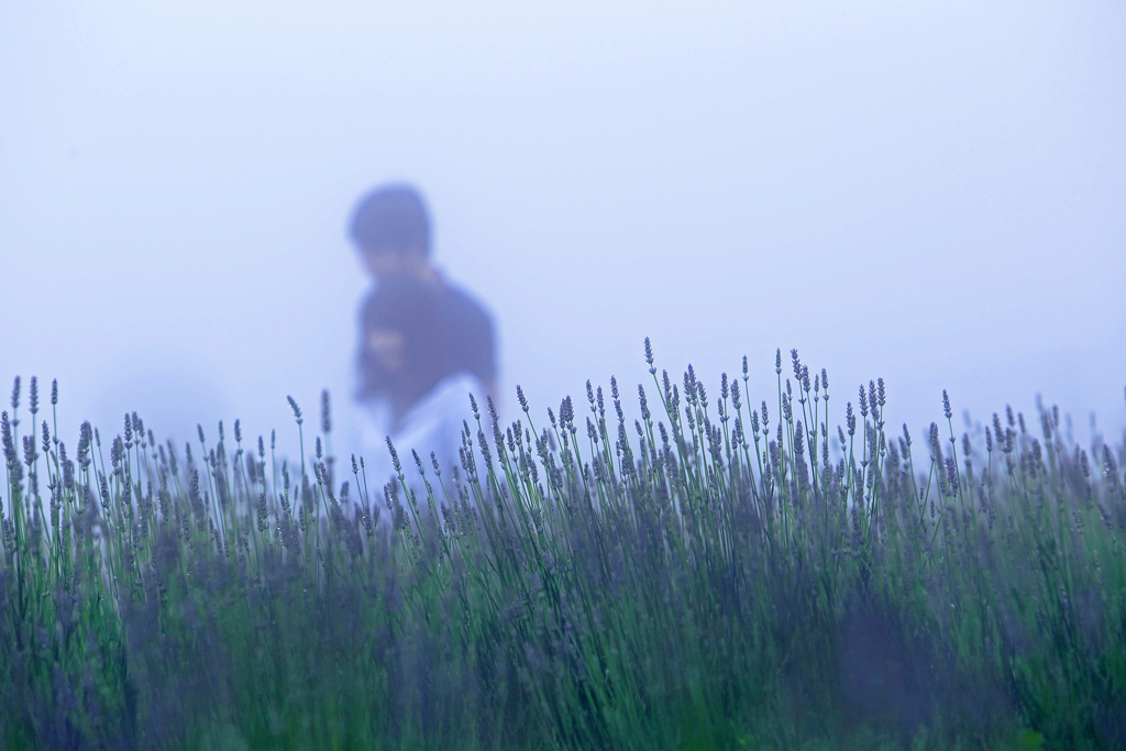 霧のたんばらラベンダーパーク 2