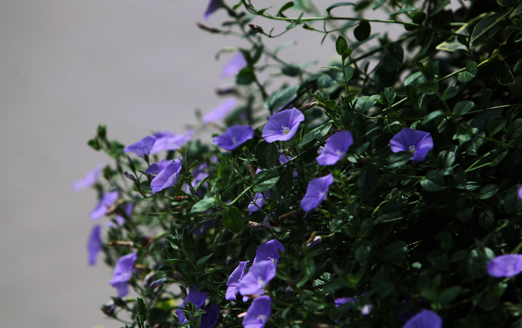 自然公園 植込み 1