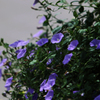 自然公園 植込み 1