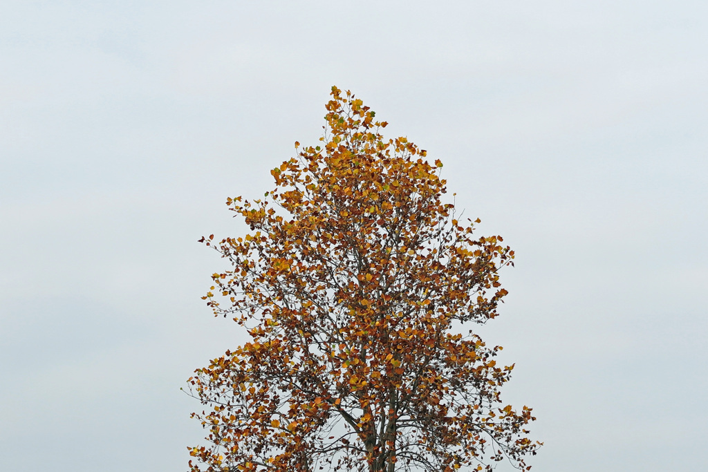 無機的な冬木立