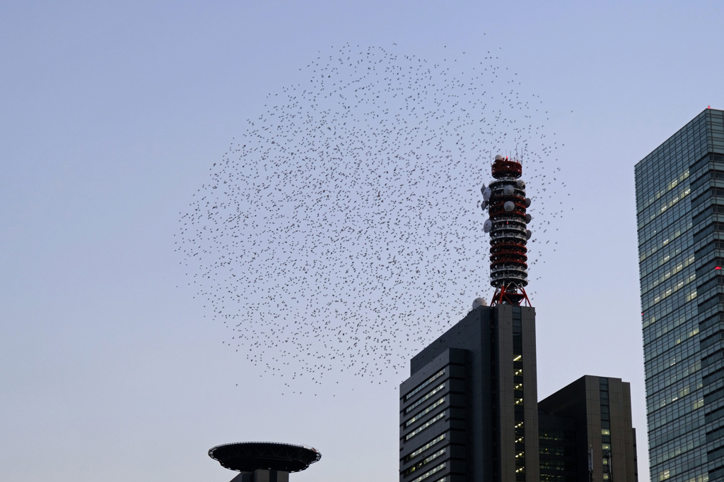 撮影の邪魔をするムクドリの群れ