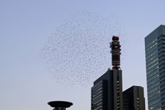 撮影の邪魔をするムクドリの群れ