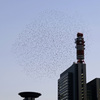 撮影の邪魔をするムクドリの群れ