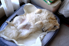 愛犬　ヘソ天