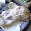 愛犬　ヘソ天