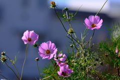 コスモス