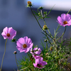 コスモス
