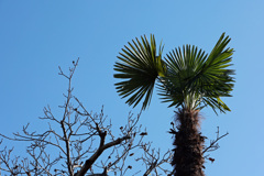 シュロと冬木立