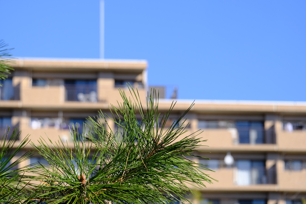 梢越しのマンション