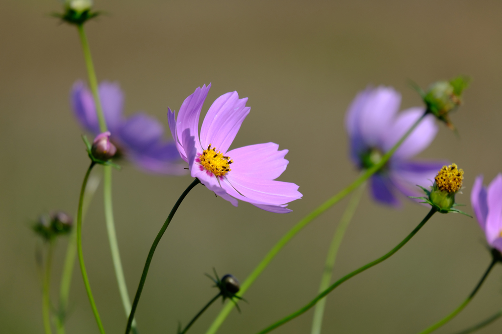 コスモス2