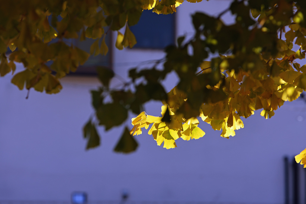 日差しに映える銀杏の梢